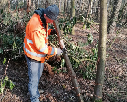 Bosaanplanting werken • Exoten bestrijding