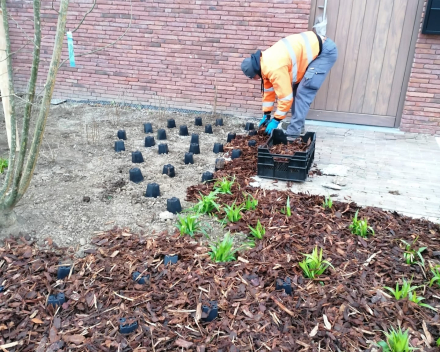 Aanplanting Openbaar Groen