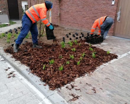 Aanplanting Openbaar Groen