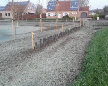 Aanplanting Openbaar Groen