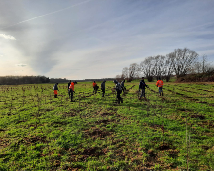 Bosaanplanting werken