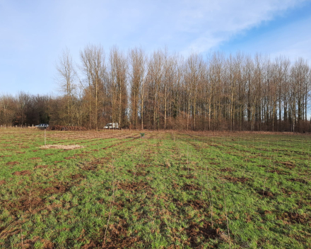 Bosaanplanting werken