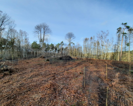 Bosaanplanting werken